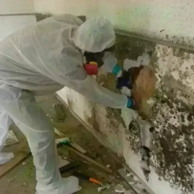 Mold Remediation and Removal in Yorktown, TX